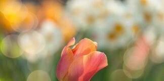 Czego nie sadzić w ogrodzie?